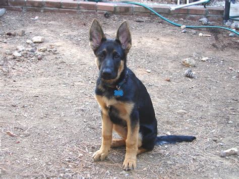  When does a German Shepherd stop growing? German Shepherd males are thought to be grown-up when they are 3 years old