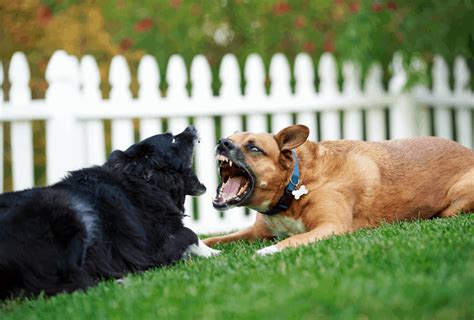  When dogs become aggressive, it is one of the biggest reasons why dog owners consult professionals for help