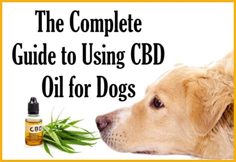  When dogs consume CBD oil, their bodies can better control their cannabinoids