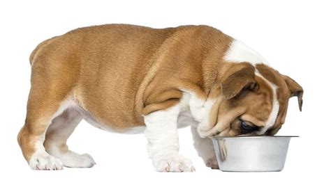  When feeding our English bulldog puppy, we take into consideration several factors