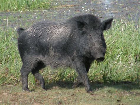  When feral pigs were introduced to the New World, they had no natural predators and the population quickly grew out of control
