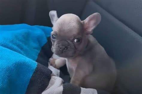  When it bites too hard and causes pain on another Frenchie, the other puppy will cry loudly to let the Frenchie know