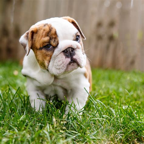  When it comes to English Bulldog pups, it is the abnormally large size of their head that is usually the issue