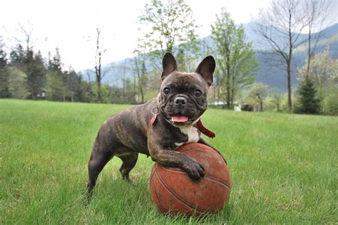  When it comes to French Bulldog puppies, their exercise needs should be handled with caution