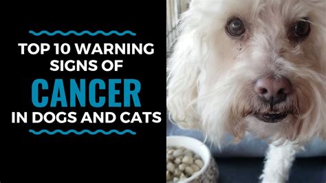  When it comes to cancer in dogs, it can be an especially difficult situation to navigate