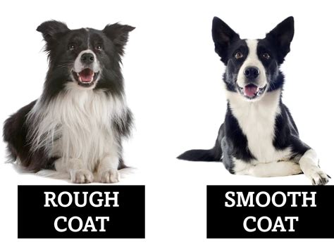  When it comes to coat care, the Border Collie is lower maintenance than the Poodle even though they shed more