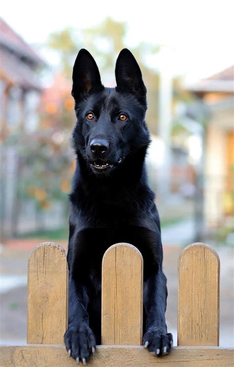  When it comes to features, you can expect your black German shepherd puppy to have a clear-cut head, pointed ears, a long snout, almond-shaped brown eyes, and a black nose