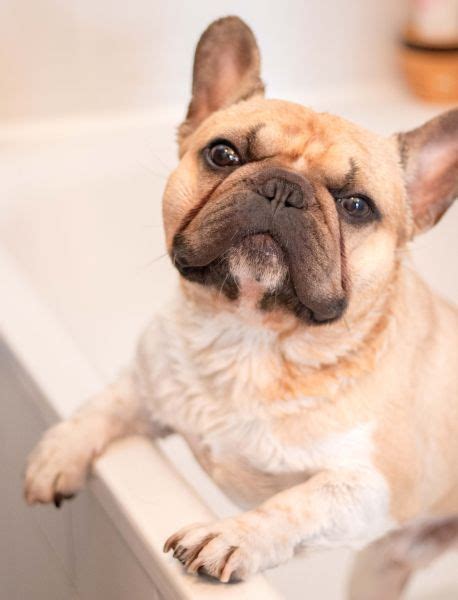  When it comes to grooming, French Bulldog puppies only need to be brushed occasionally, and their nails should be trimmed regularly
