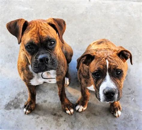  When it comes to height, boxer pits are not that tall