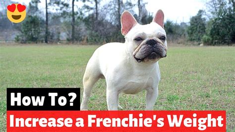  When it comes to helping your French Bulldog gain weight, the best solution is to provide them with a healthy, balanced diet and make mealtimes enjoyable