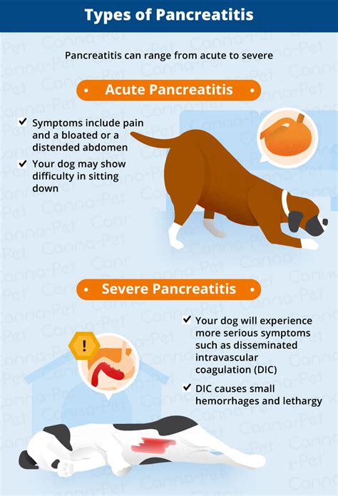  When left untreated, some cases of pancreatitis in dogs can be fatal