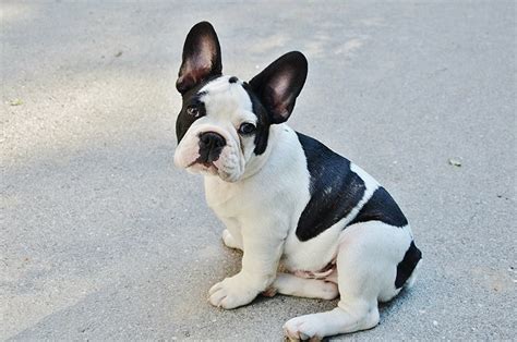  When looking at French Bulldog prices you can expect them to be anywhere between 3, and 12, USD