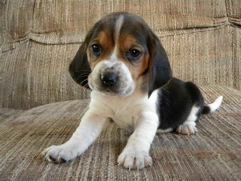  When looking for Beagle mix puppies for sale, be sure to research the other breeds in the puppy as well as ask other owners of their experiences of owning that mixed breed