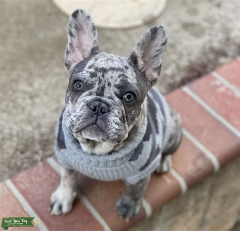  When looking for a lilac merle Frenchie, you will most likely come across cheaper offers than the prices detailed above