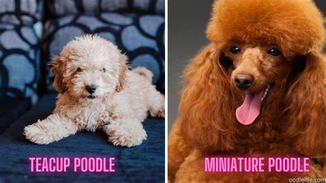  When people think of a mini they usually think in terms of a mini poodle