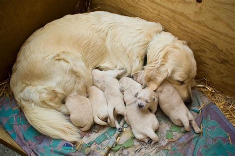  When pregnant, most Golden Retrievers become extremely affectionate