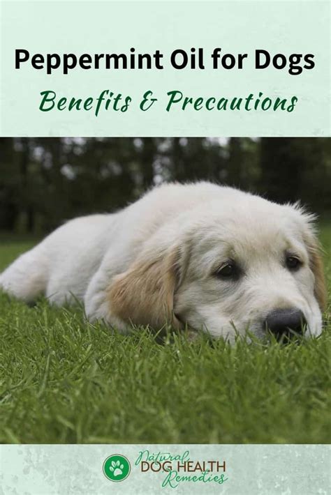  When properly diluted, peppermint oil can serve your dog in many ways