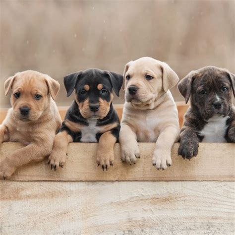  When puppies finish growing , you can try higher-impact activities like running, hiking, training for dog sports, and more