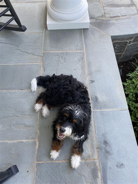  When querying do Bernedoodles swim - the genetics of the BMD cast some doubt