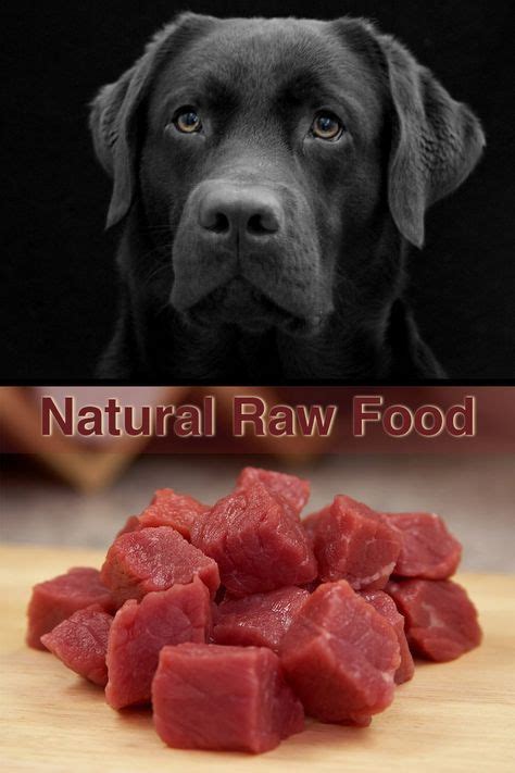  When searching for the best diet for Labradors, look for recipes that are made from premium ingredients such as lamb , turkey and salmon to ensure excellent quality and superior taste
