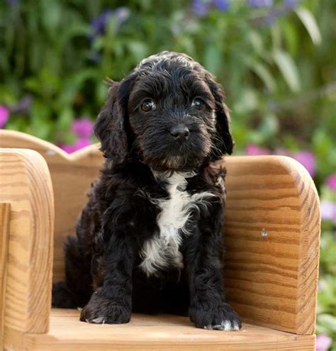  When searching for your cockapoo, be wary of breeders who: Are selling multiple variations of hybrid breeds Are pushy or try to create a sense of urgency Don