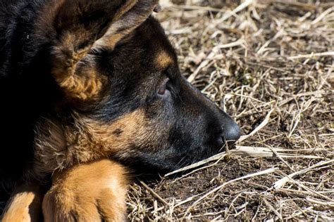  When should I give my German Shepherd a supplement? Unless otherwise directed by a veterinarian, your growing GSD puppy does not require additional calcium
