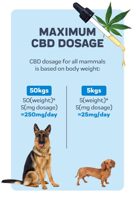  When should I give my dog CBD? Should I give CBD to my dog once or twice a day? The timing, dosage, and frequency of CBD administration for your dog depend on their individual needs and how they metabolize CBD
