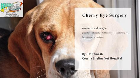  When should I see my vet? Catching the cherry eye early makes treatment much easier as well, whereas if you waited long, surgery might be necessary