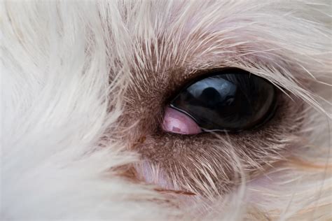  When should I seek professional care? Cherry eye is not considered a medical emergency, but you should still consult your vet as soon as you notice it