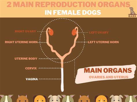  When spaying female puppies, the ovaries and sometimes even the uterus is removed by cutting their abdomen and closing it back up
