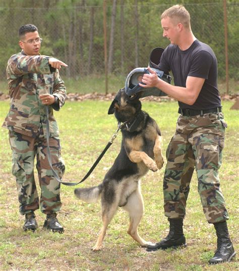  When the decoy attempts to attack the handler, the dog is expected to stop the attack with a firm grip and no hesitation