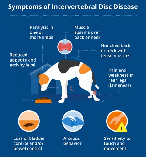  When the disc ruptures, the dog usually feels pain and the ruptured disc can lead to weakness and temporary or permanent paralysis