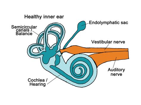  When the ear canals do open, the ears are much more formed than the eyes are at this point in time