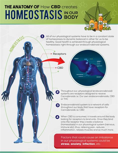  When the nervous system has been impacted by an illness or injury, CBD supplements can restore homeostasis