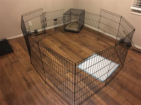  When the puppies are young, they are kept in a large pen in our kitchen for their safety