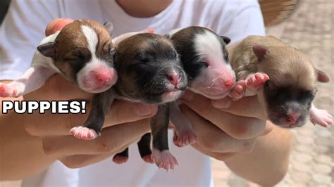  When the puppies were born, Mitch called and told me about each one and we saw pictures on the website