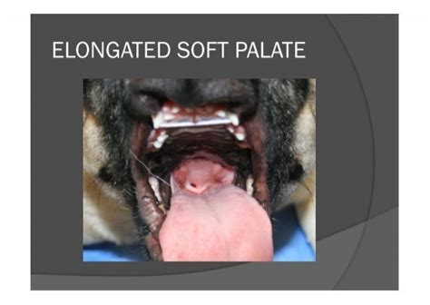  When the soft palate is elongated, it can obstruct airways and cause difficulty in breathing