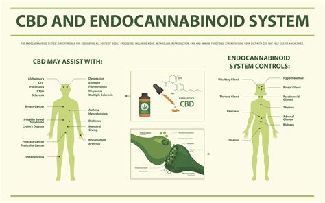  When the system becomes deficient in endocannabinoids, that is where supplementation with CBD oil comes in