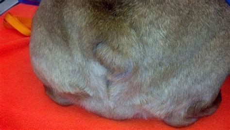  When the tail pocket becomes infected it is incredibly painful for the dog