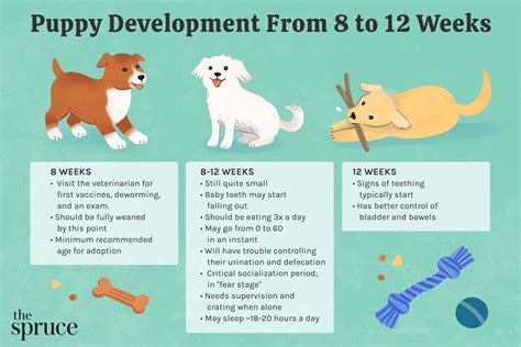  When they are between 8 to 12 weeks old, the puppy should be fed about 1