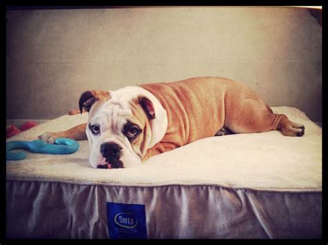  When they feel particularly relaxed, English Bulldogs enjoy lounging in an air-conditioned room