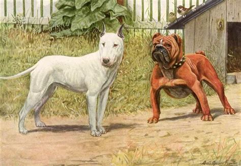  When this sport was outlawed in England, the original type of Bulldog disappeared from Britain and was replaced with the shorter, stockier, less athletic dog we now know as the English Bulldog