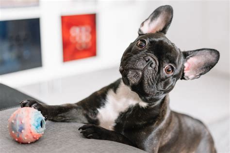  When training a French Bulldog, take into account that although they are intelligent and usually eager to please, they are also free thinkers