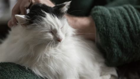  When used responsibly, it has the potential to help alleviate many different health issues in senior cats