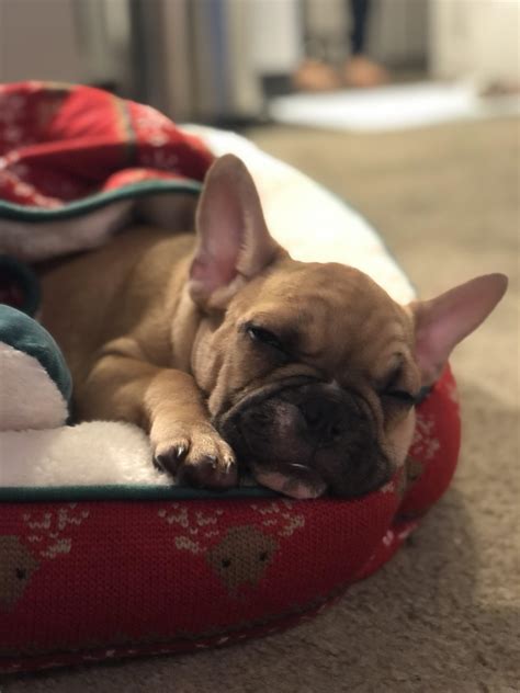  When we bought our Frenchie home for the first time, he made a few screaming sounds on the first few nights