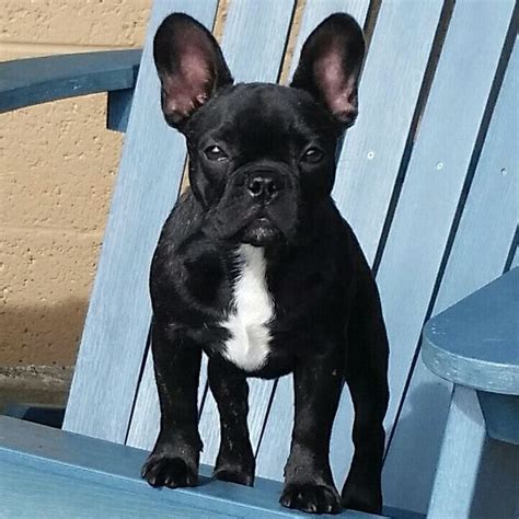  When we came across Bijou French Bulldogs and spoke to Deb, we knew we found the one