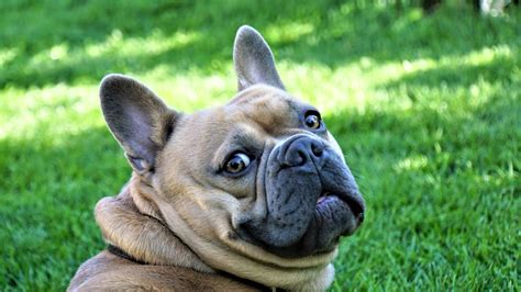  When we see the French Bulldog, it has quite short legs