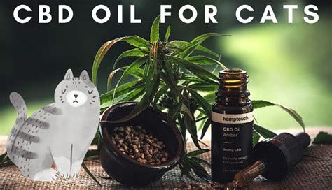  When we use CBD for cats, it has the potential to alleviate anxiety and pain, and enhance their overall well-being