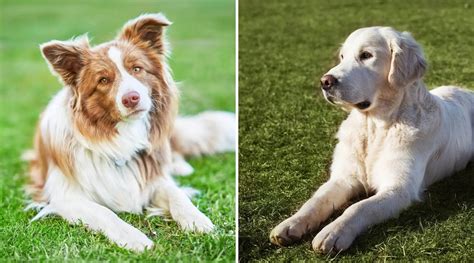  When you adopt a Golden Retriever Border Collie crossbreed, these are the following disorders that can attack your puppy: Skin Allergies Heart Diseases Obsessive Compulsive Disorder Because this breed shed too much, they are vulnerable to skin allergies