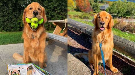  When you check the track record of exceptional Golden Retriever breeders like ours, you find a consistent record of excellent pups